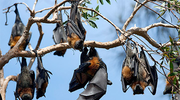 Australian feral management Bats